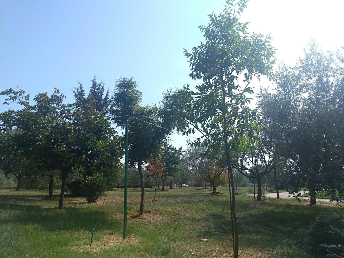 Apartment Ivana Novigrad  Zewnętrze zdjęcie